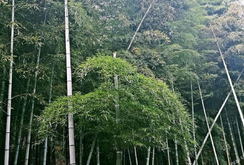 长兴水口顾渚徐花英特色民宿-